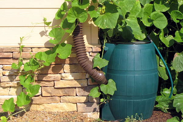 A Barrel of Fun In K-W!